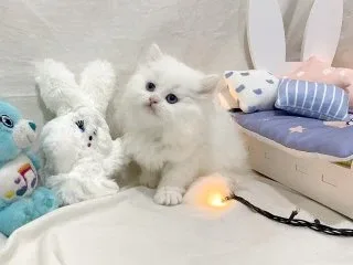 아이v