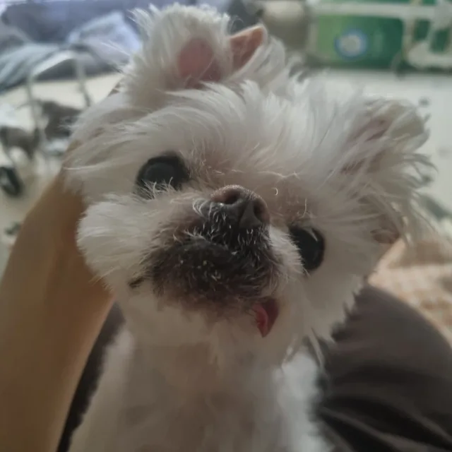 내새꾸