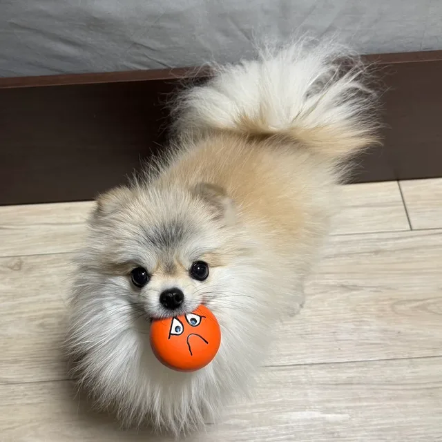 새콤달콤쿠키