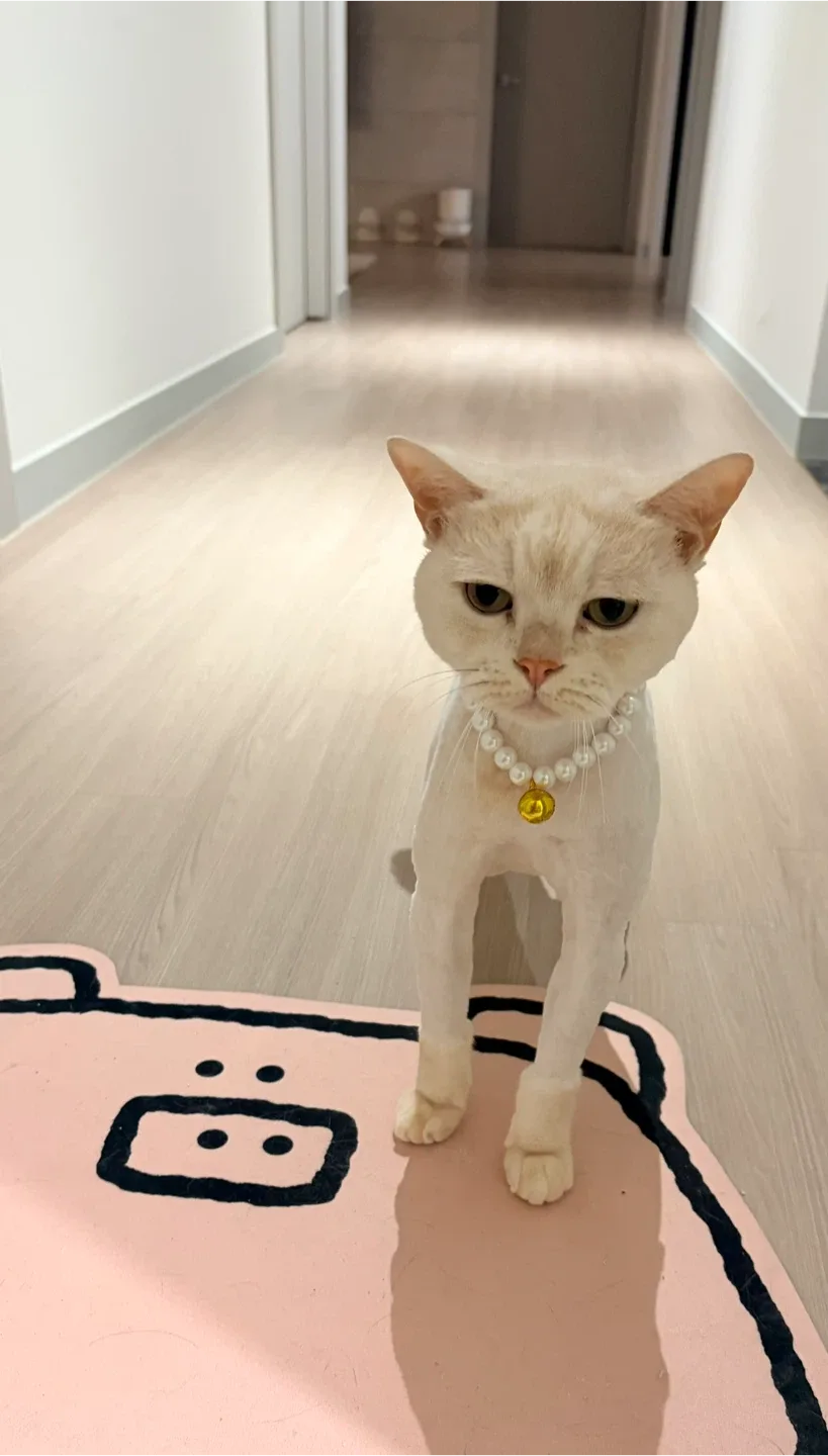 꽁이꽁