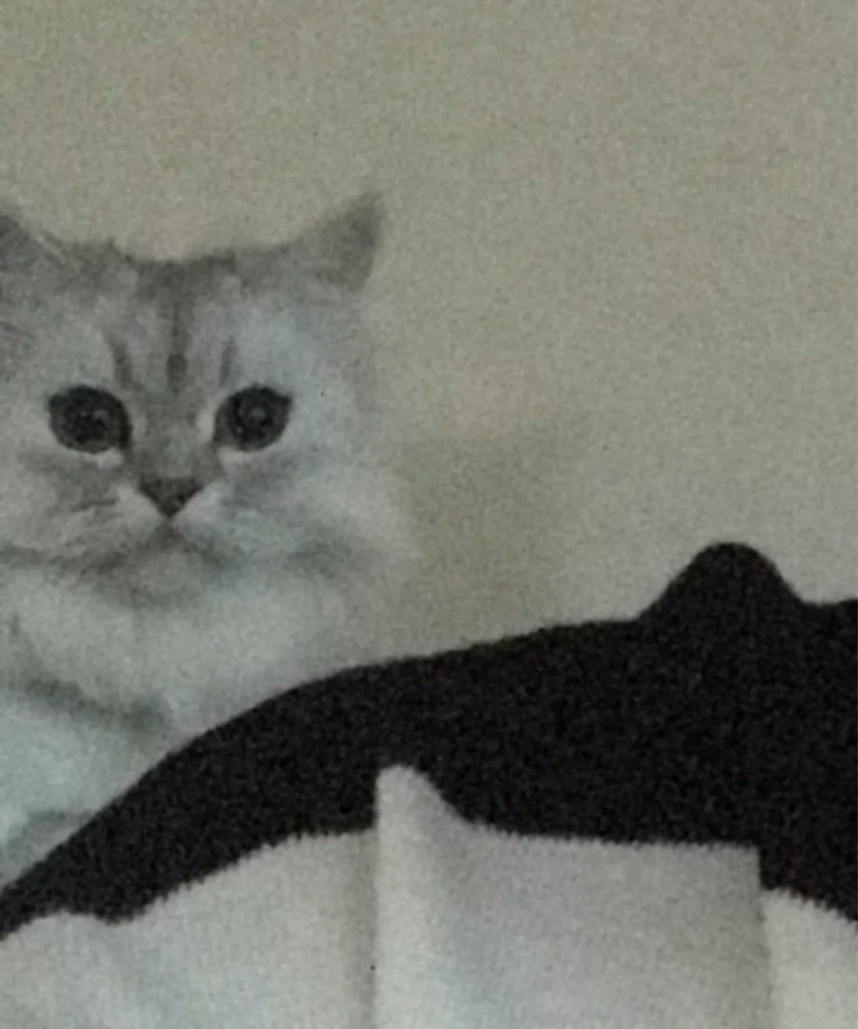 봉자