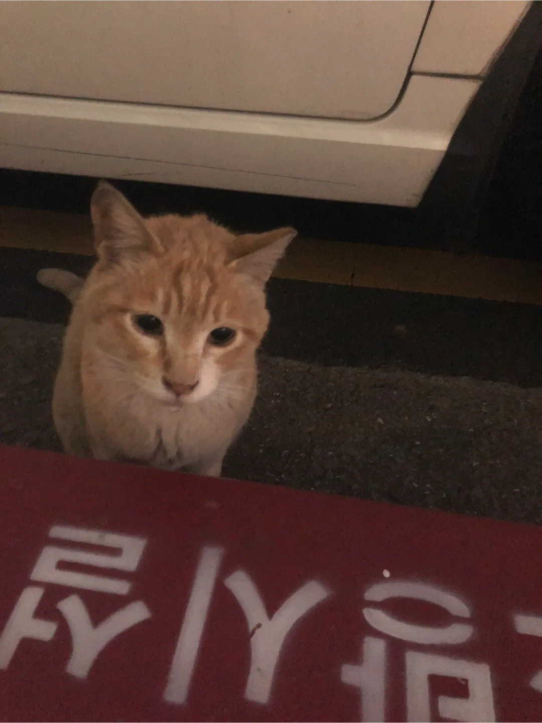 안녕하세영가리