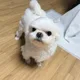 뒷뚜껑