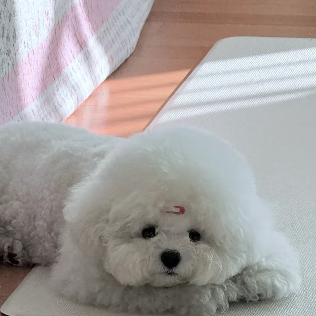 찹쌀핑
