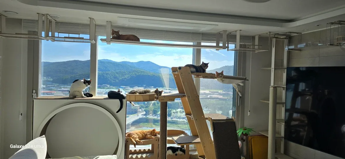 10냥이네