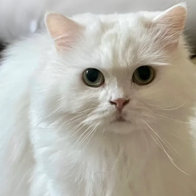 kitty