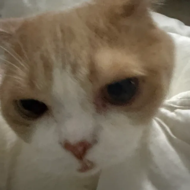 율에게