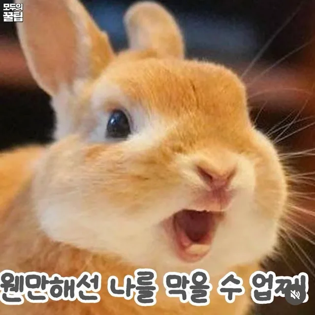 츄츄
