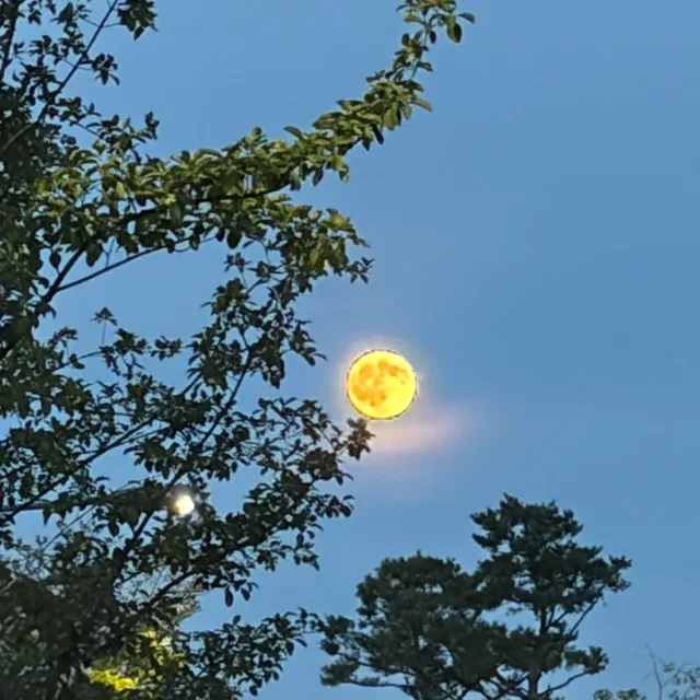릴리리니