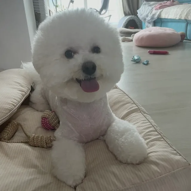 순팔마미