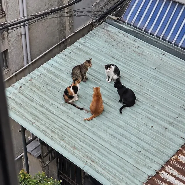 비아또르