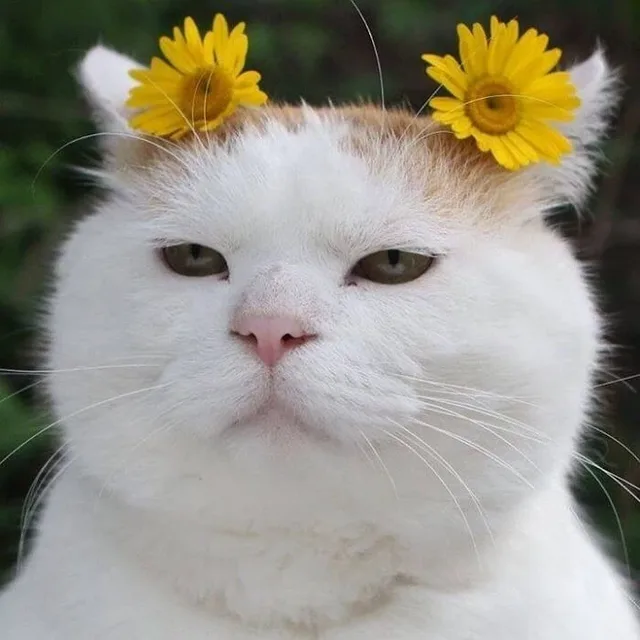 요구리