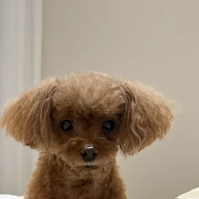 눕눕이