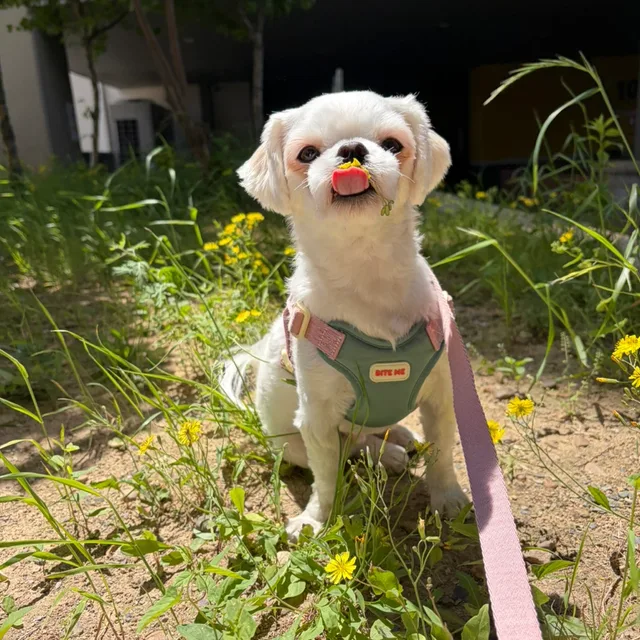 미야옹
