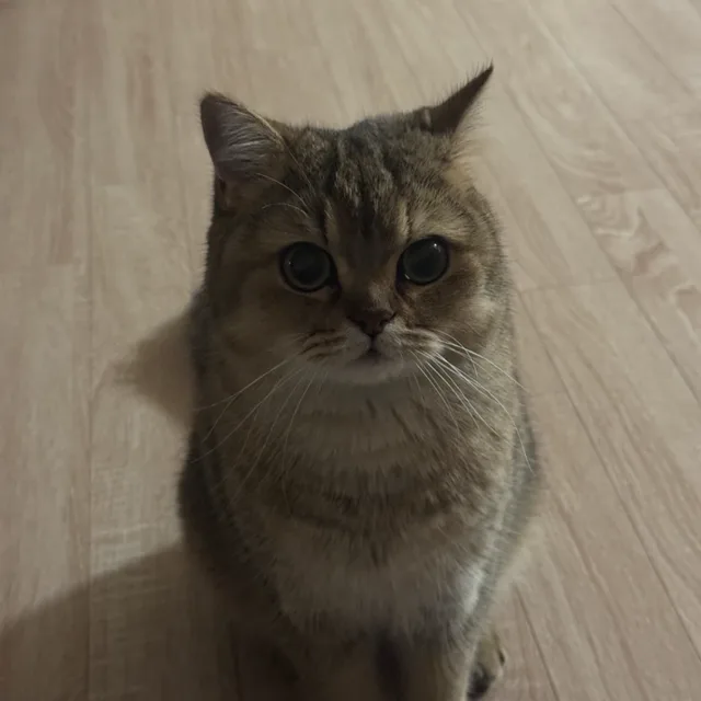 자루핑