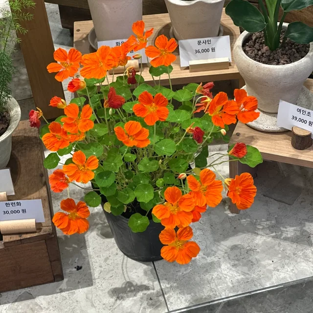 달콤