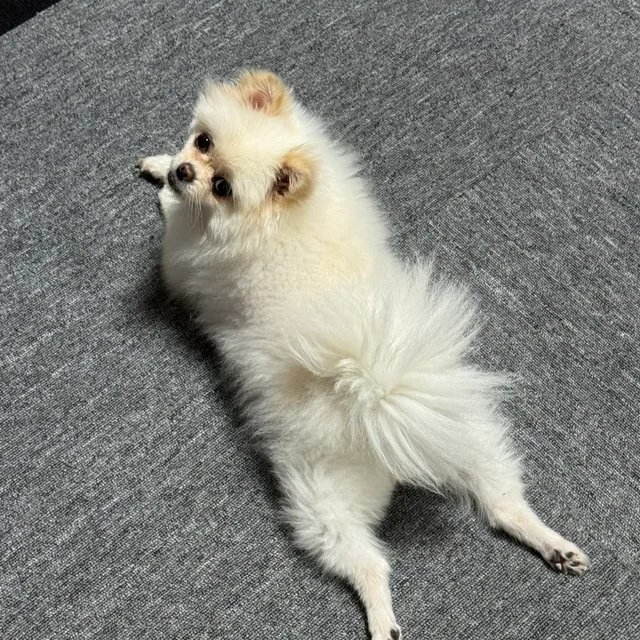 뽀삐