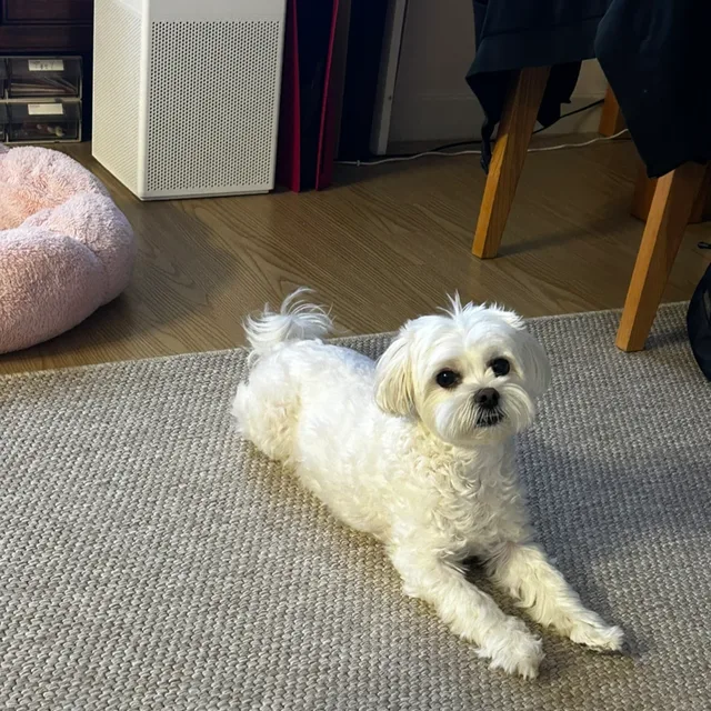짱아네흰둥이