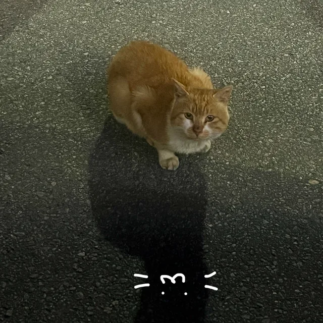 초뽀리