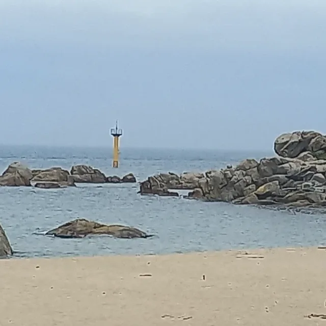 호야
