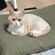 오뎅맘