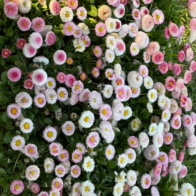 꼬까