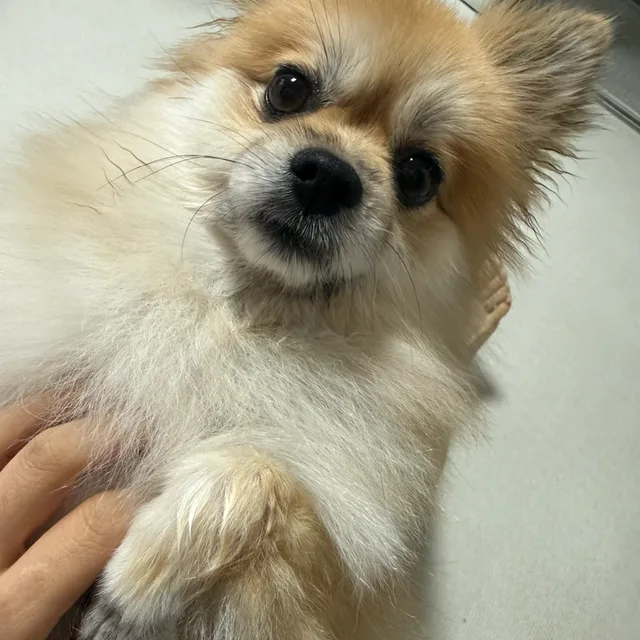 미역국