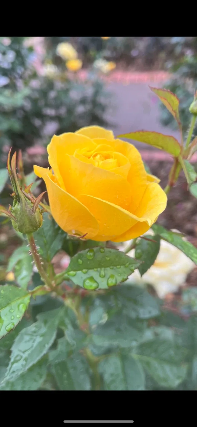 노란장미
