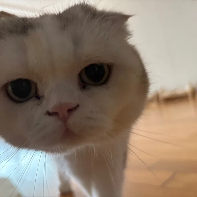 당근이지