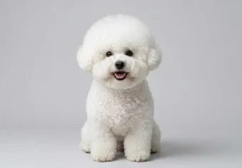 뭉치
