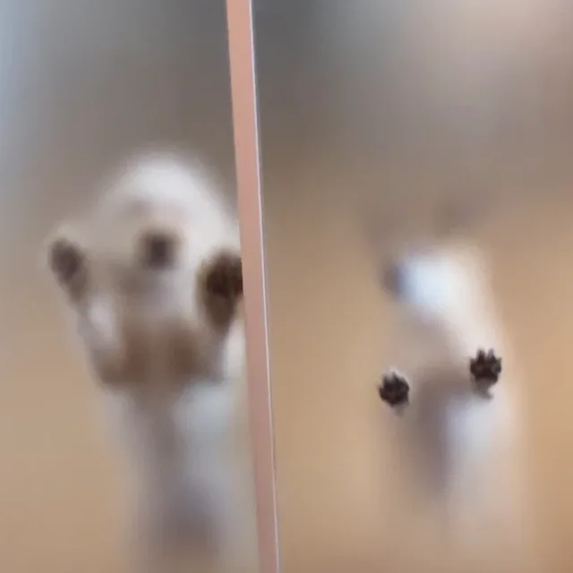 김뿌리