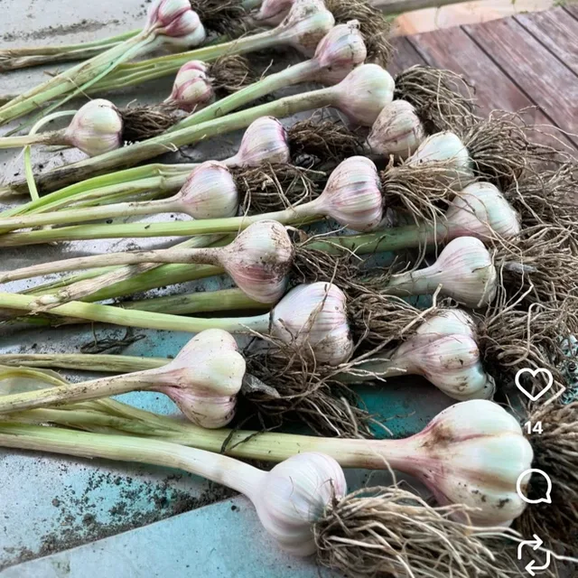 마늘농장