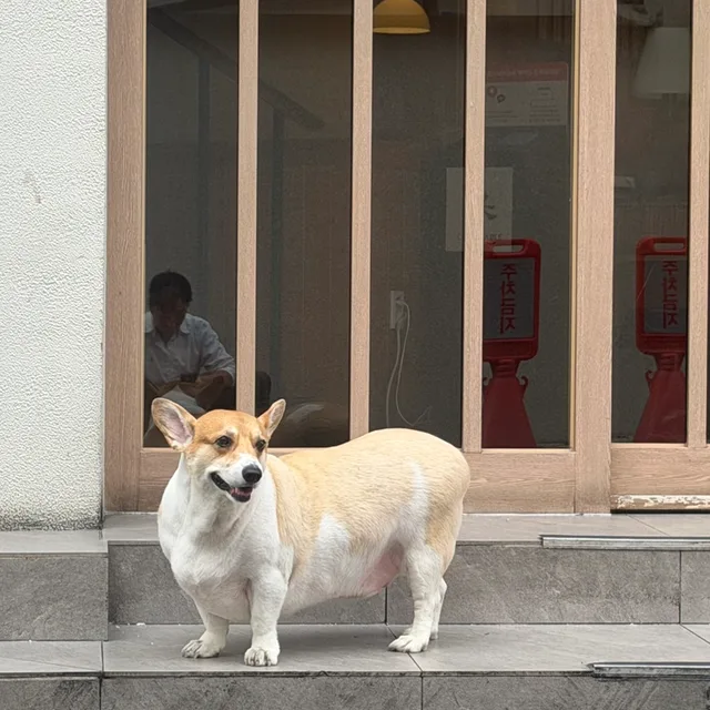 핑구
