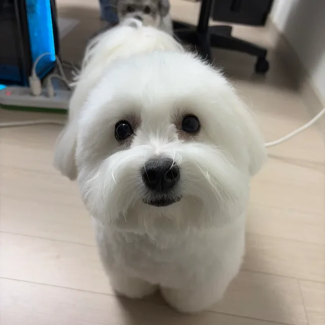 다룽