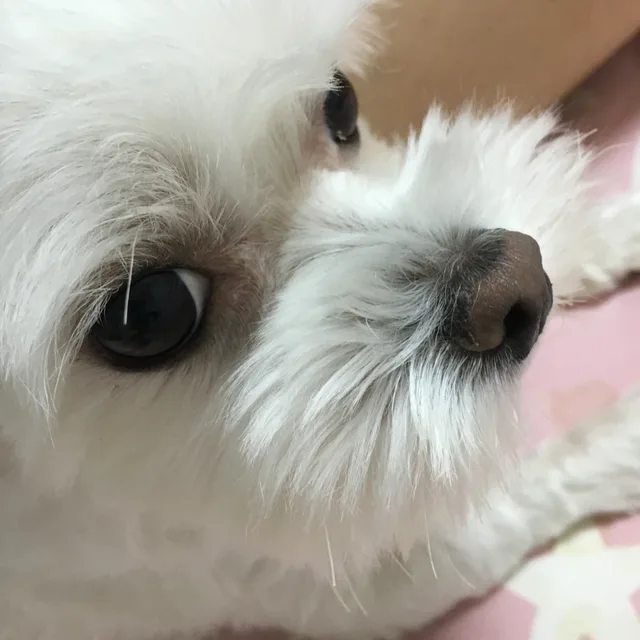 고로케마시써