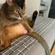 담당자