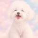 버터플라이