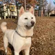 강아지가족