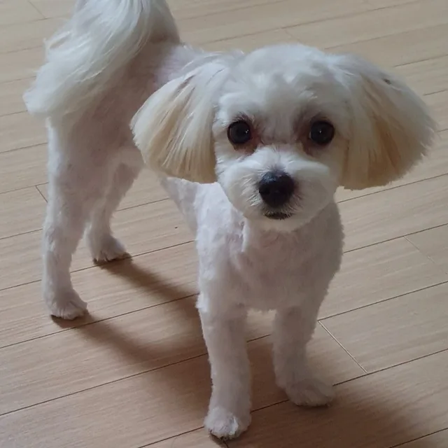 하늘이