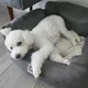 헬렌스