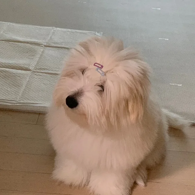 잠깐만당근아