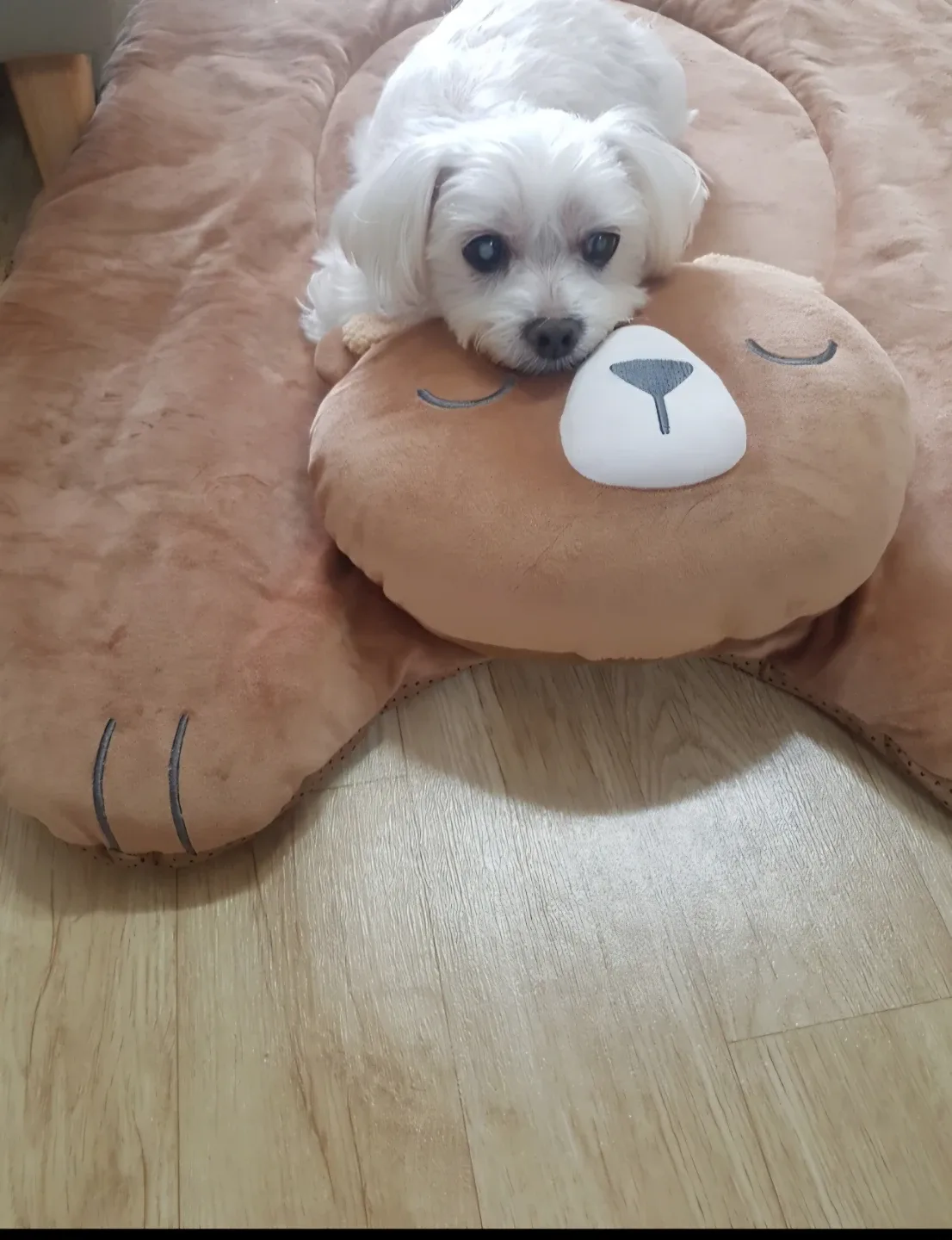 쪼꼬맘
