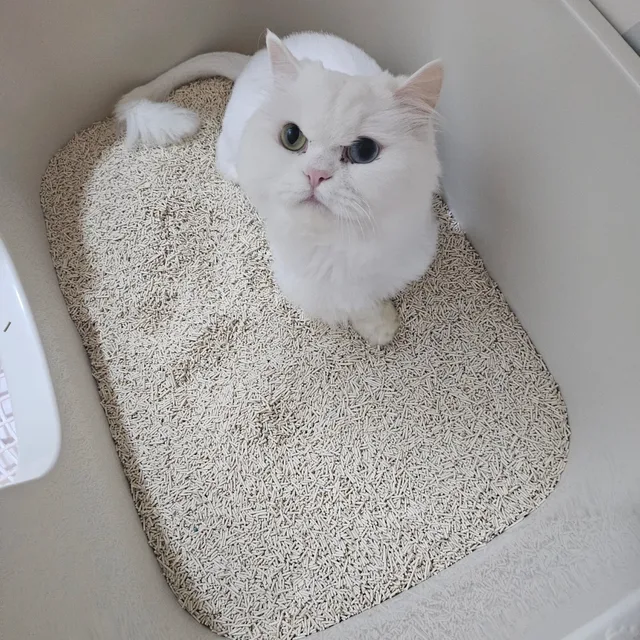 내사랑구름이