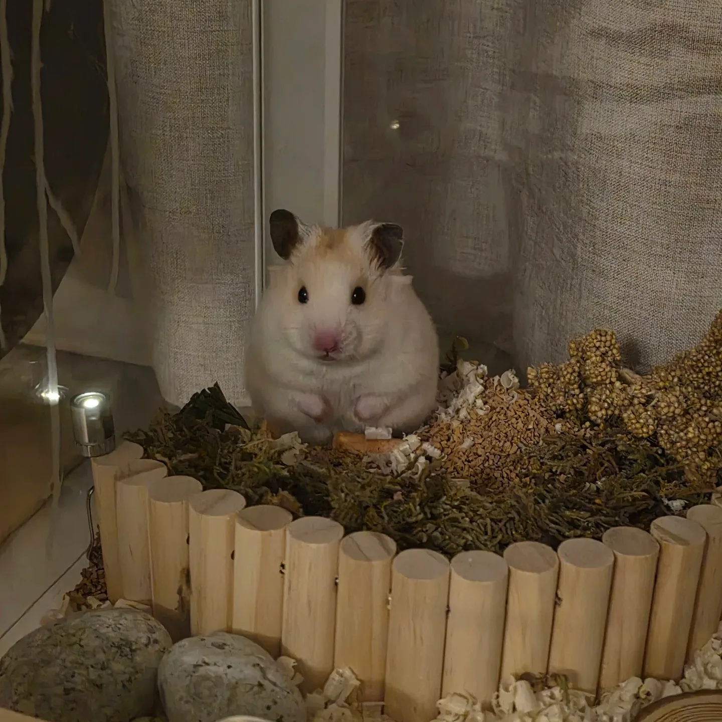 김맹