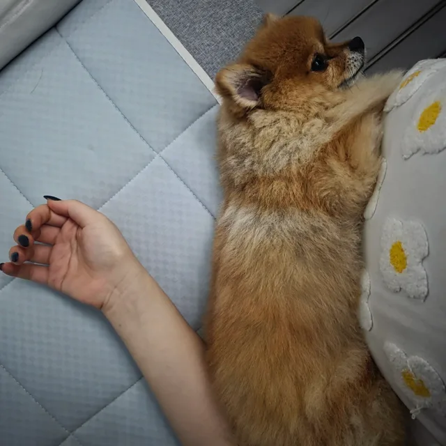 도현도이