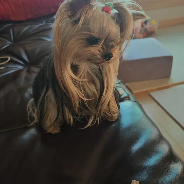 깜톨이