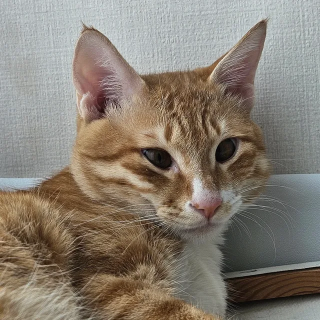 안리안