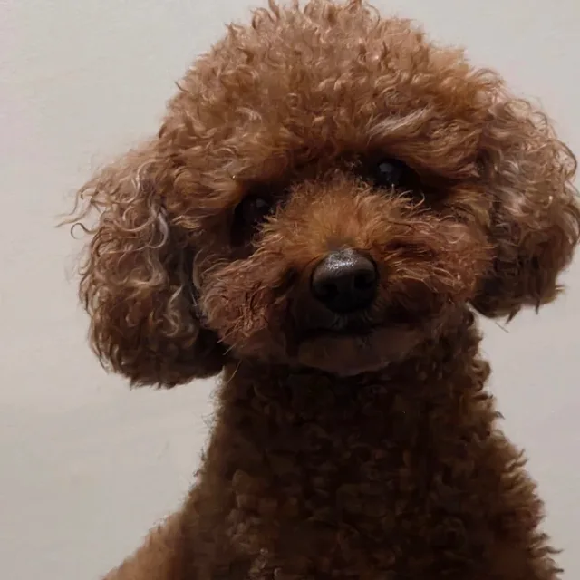 어서오세용가리치킨