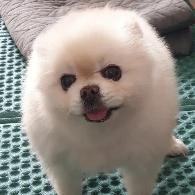 당근이쥐