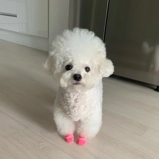 멜라